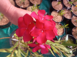 Nerium oleander 'Paseo'