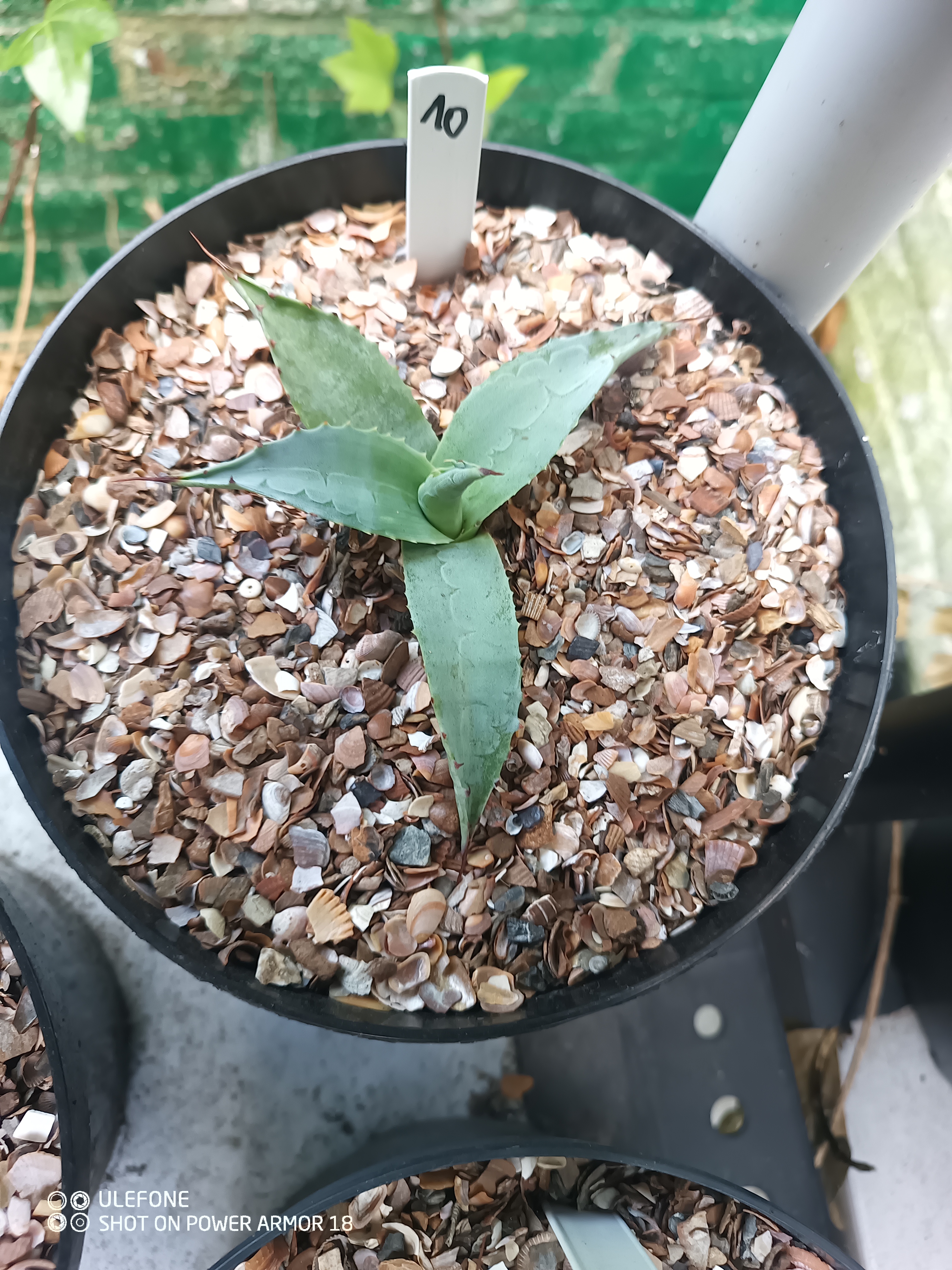 Agave ovatifolia 'Vanzie' 1.10 - 3 ltr