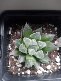 Haworthia cooperi 'Venusta'