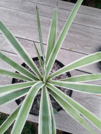 Agave angustifolia 'Variegata' - 7,5 ltr