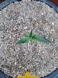 Agave ovatifolia 'Killer'