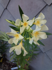 Nerium oleander 'Marie Gambetta'