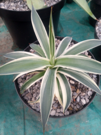 Agave 'Snow Glow' - 3 ltr [was a half moon but turned back into almost normal]