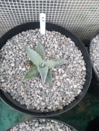 Agave ovatifolia 'Frosty Blue'   2.05 - 7,5 ltr