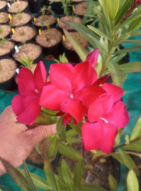 Nerium oleander 'Paseo'