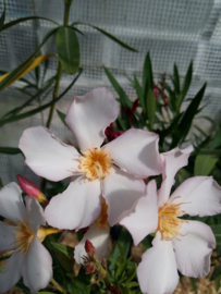 Nerium oleander 'Henri Cuers'