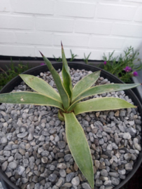 Agave desmettiana 'Variegata' - 01 - 7,5 ltr