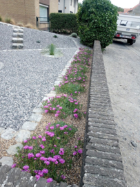 Delosperma cooperi