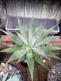 Agave obscura (multihead) - 7,5 ltr