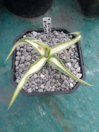 Agave guiengola 'Mediopicta Aurea' - 01 - 2 ltr