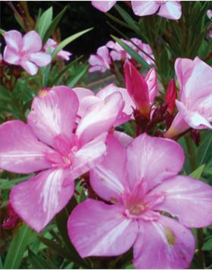 Nerium oleander 'Simie'   [ Irmtraud Gotsis collectie ]