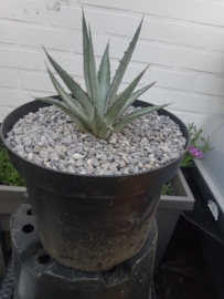 Agave lechuguilla 'Pale blue'