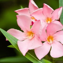 Nerium oleander 'Pink Beauty' / 'Hardy Pink' / 'Monrovia'