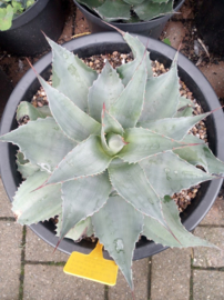 Agave ovatifolia 'Frosty Blue Mediopicta Shadow' - 18 ltr