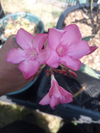 Nerium oleander 'Grandiflorum'