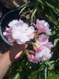 Nerium oleander 'Aramis'