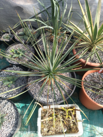 Yucca rostrata 04