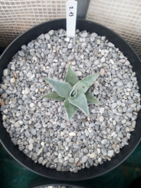 Agave ovatifolia 'Frosty Blue'   2.13 - 7,5 ltr