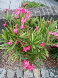 Nerium oleander 'Hardy Red' (Europese versie)
