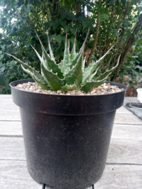 Agave montana - 01 - 7,5 ltr