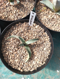 Agave x nevatifolia - 1.04 - 3 ltr