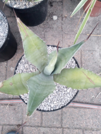 Agave chrysantha - 01 - 7,5 ltr
