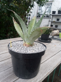 Agave chrysantha - 01 - 7,5 ltr