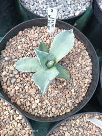 Agave ovatifolia 'DWARF'