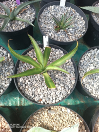 Agave x amourifolia 'Twisted Tongue' - 1.03 - 3 ltr