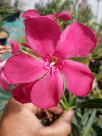 Nerium oleander 'Vuelta'