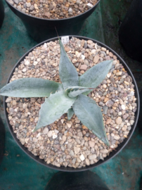 Agave x salmifolia