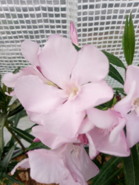 Nerium oleander 'Barcelona'