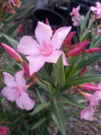 Nerium oleander 'Magaly'