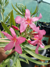 Nerium oleander 'Cap Saint Vincent'