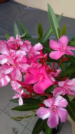 Nerium oleander 'Dezski Cirmos'