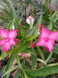 Nerium oleander 'Hardy Red' (Europese versie)