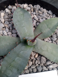 Agave ferox - 3 ltr