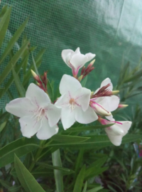 Nerium oleander 'Harriet Newding'
