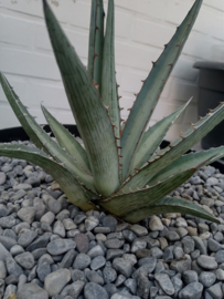 Agave lechuguilla 'Pale blue'