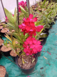 Nerium oleander 'Paseo'