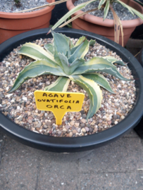 Agave ovatifolia 'Orca'