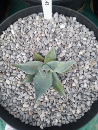 Agave ovatifolia 'Frosty Blue'   2.12 - 7,5 ltr