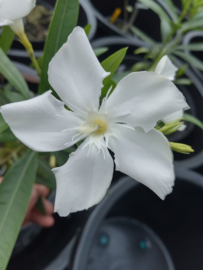 Nerium oleander 'Soeur Agnès' / 'Sister Agnes'