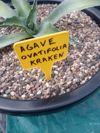 Agave ovatifolia 'Kraken'