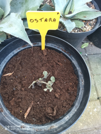 Ostara