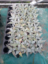 Agave ovatifolia 'Frosty Blue'   3.01 - 3 ltr