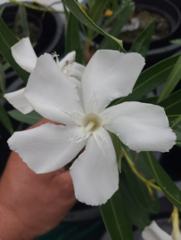 Nerium oleander 'Soeur Agnès' / 'Sister Agnes'