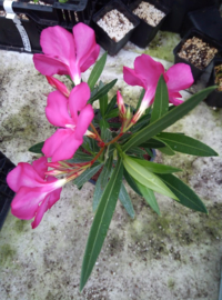 Nerium oleander 'Margaritha' / 'Margarita'