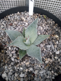 Agave ovatifolia 'Frosty Blue'   2.15 - 7,5 ltr