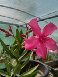 Nerium oleander 'Manon' [Exclusief, vermeerderen verboden]